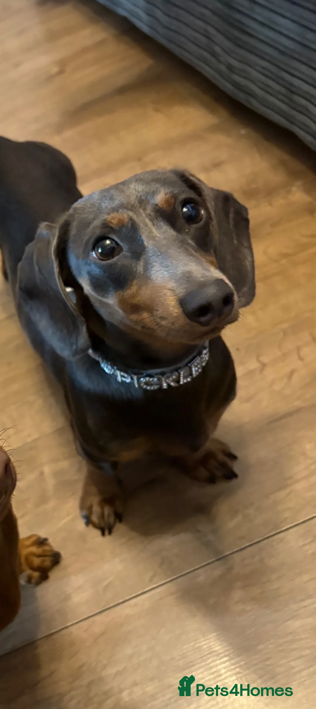 Jackshund dogs for sale: Jackshund puppies  in Dover - Advert 1