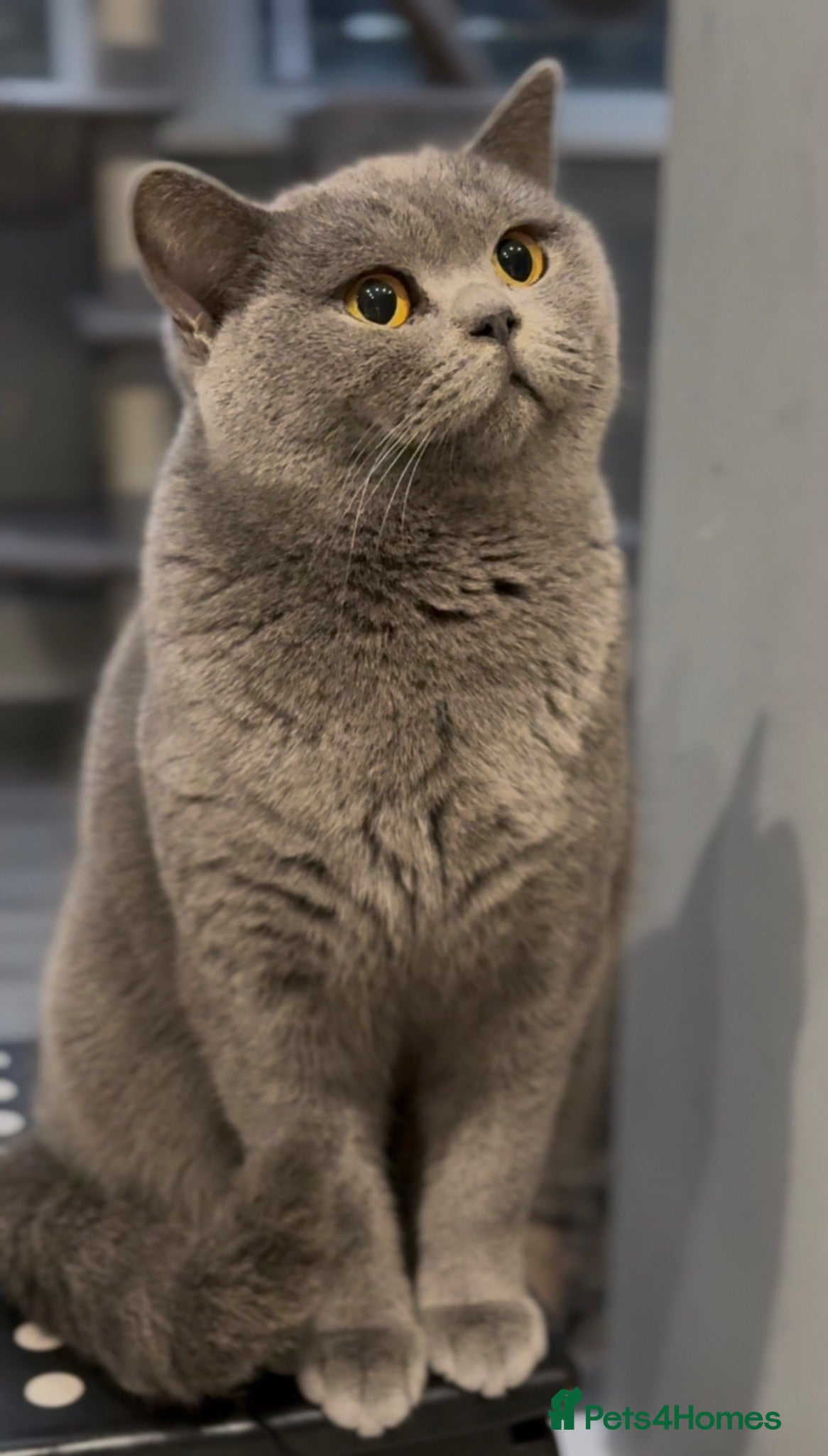 British Shorthair cats ACTIVE BRITISH SHORTHAIR PROVEN QUEEN - Advert 1