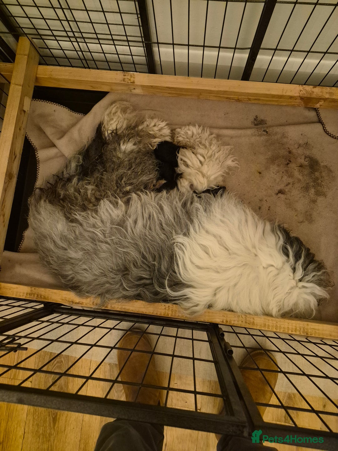 Old English Sheepdog dogs for sale: Stunning OES Puppies  - Advert 12
