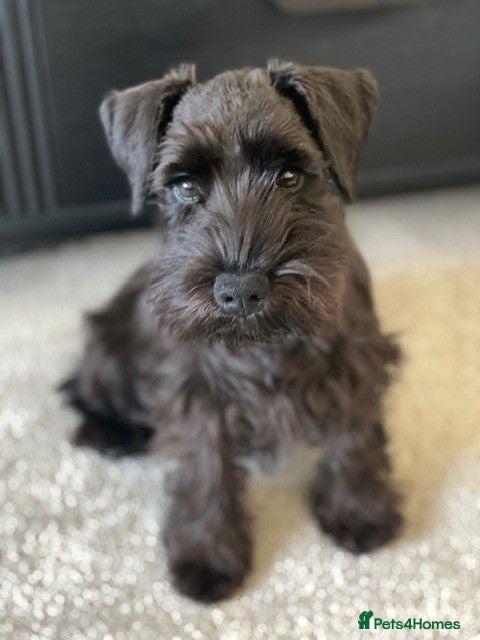 Miniature Schnauzer dogs Black Female Mini Schnauzer  - Advert 3