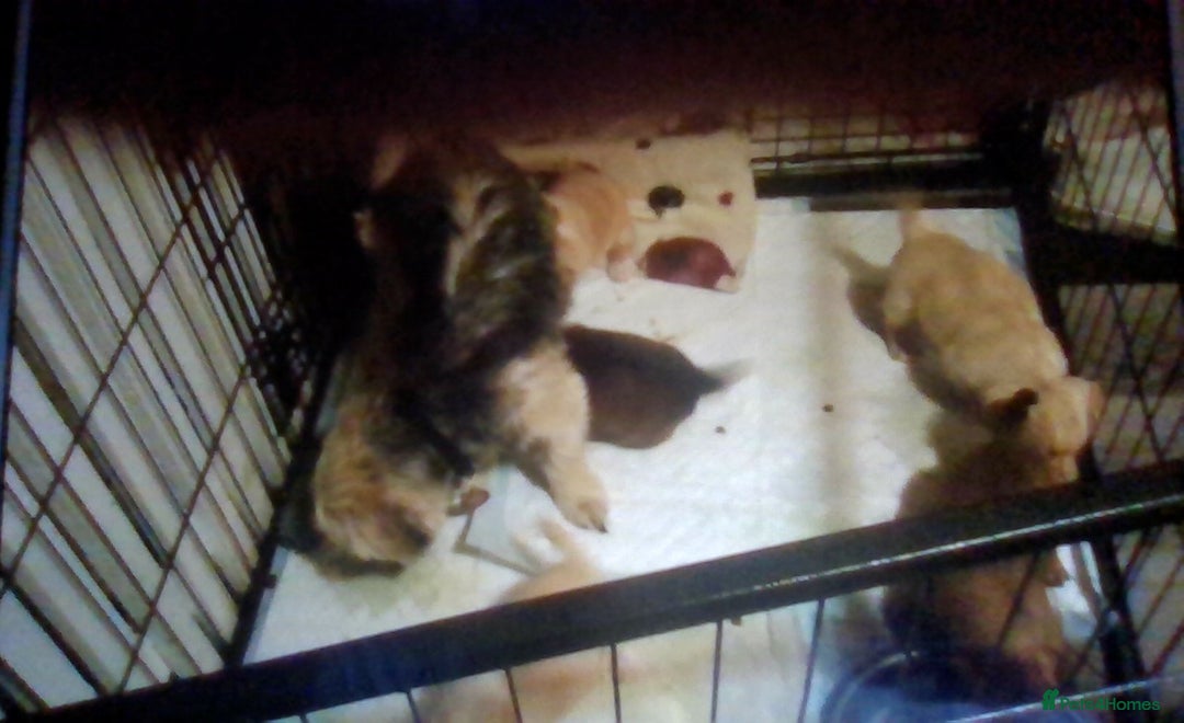 Mixed Breed dogs for sale: pom chi x  - Image 7