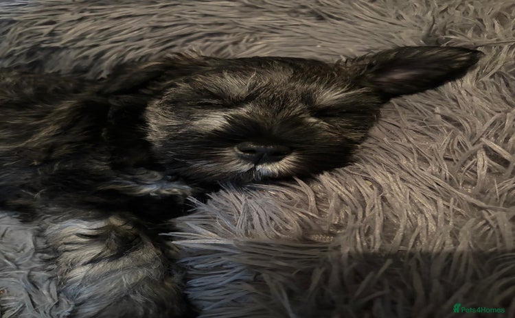 Miniature Schnauzer dogs Miniature Schnauzers for sale!  - Advert 2