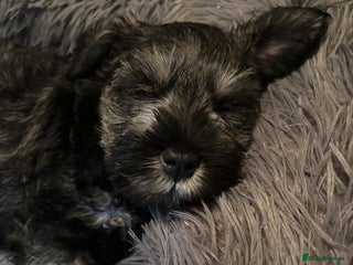 Miniature Schnauzer dogs Miniature Schnauzers for sale! - Advert 7