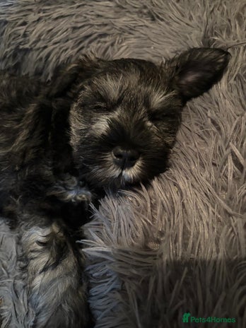 Miniature Schnauzer dogs Miniature Schnauzers for sale! - Advert 2