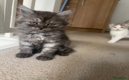 Scottish Fold cats for sale: 5 fluffy Scottish fold kittens  - Image 14
