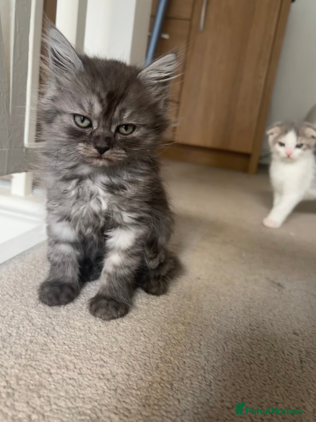 Scottish Fold cats for sale: 5 fluffy Scottish fold kittens  - Image 14