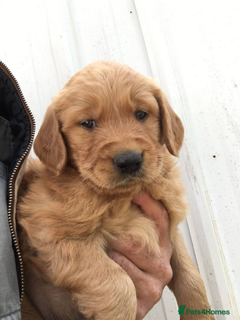 Golden Retriever dogs - Advert 1