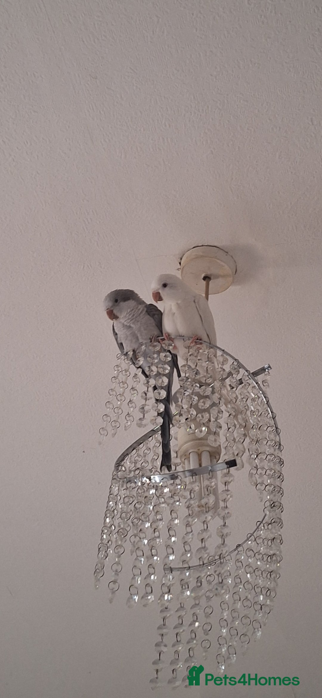Parakeets birds for sale: Mr Gary male dna tested parakket  - Image 4