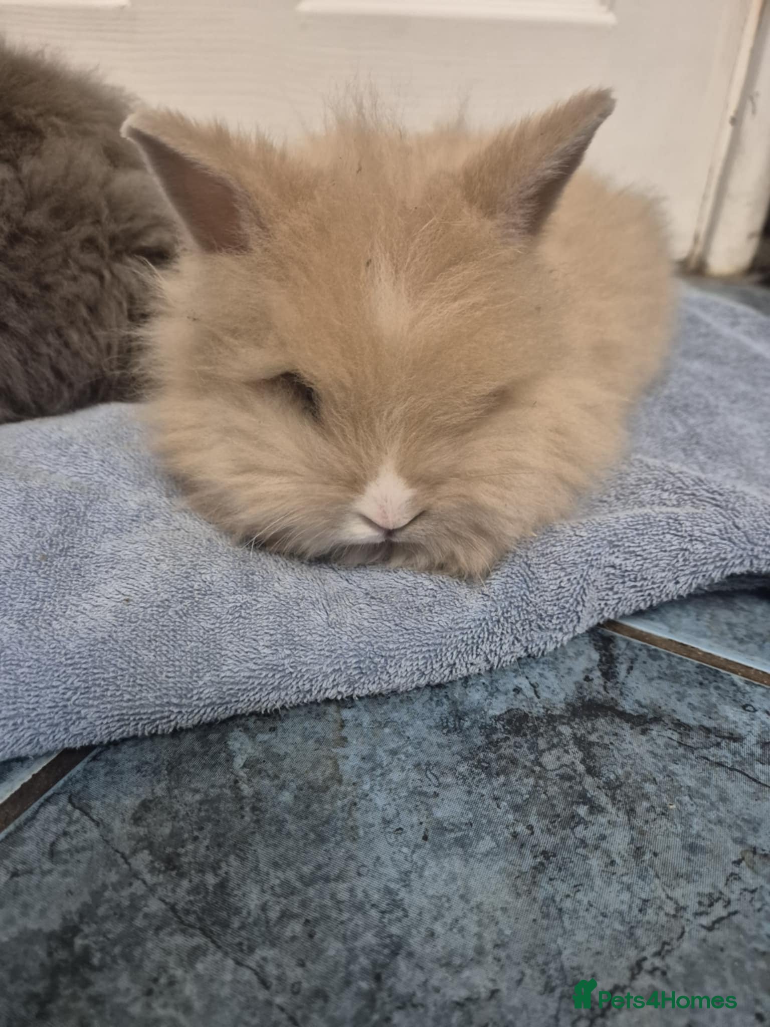 Mini Lion Lop rabbits Stunning Double Maned, Mini Lionlop Babies - Advert 2