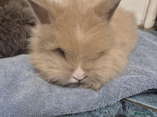 Mini Lion Lop rabbits Stunning Double Maned, Mini Lionlop Babies - Advert 2