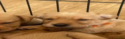Labrador Retriever dogs for sale: Outstanding Red&Yellow Labradors,KC&health tested - Advert 16