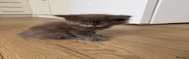 Maine Coon blue