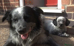 Mixed Breed dogs for sale: Merle Sprollies/Cotralian - Image 25