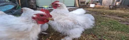 Chickens poultry for sale: Porcelain Pekin Banties Cockerels - Advert 1