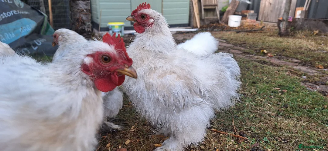 Chickens poultry for sale: Porcelain Pekin Banties Cockerels - Advert 1