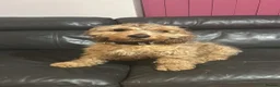 Mixed Breed dogs for sale: Cockerpoo spaniel in Caerphilly - Advert 1