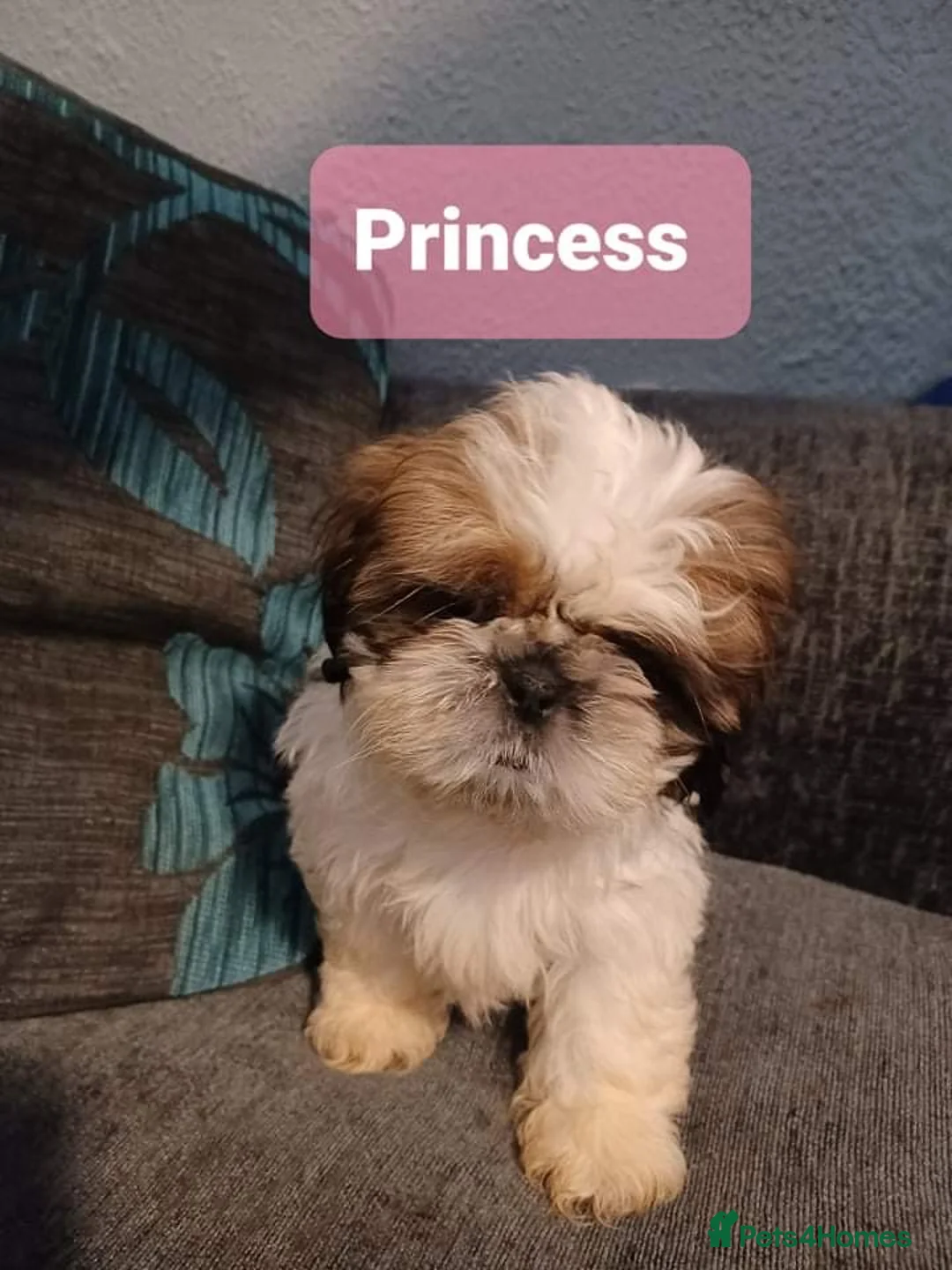 Shih Tzu dogs for stud: Handsome experienced KC registered stud dog in Cullompton - Advert 25