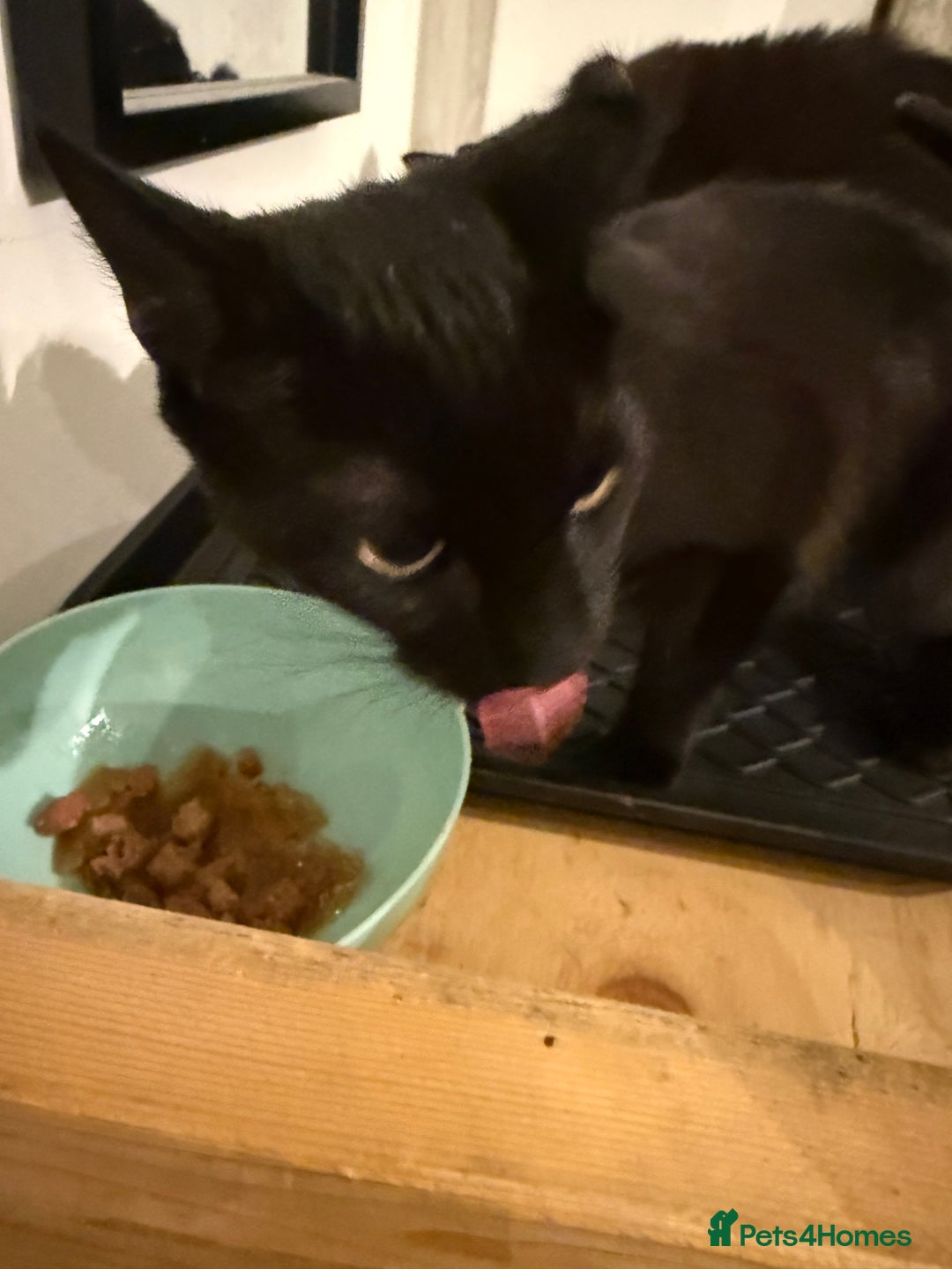 Mixed Breed cats for sale: BLACK KITTEN SIBLINGS - Image 1