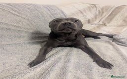 Staffordshire Bull Terrier dogs for sale: Blue female staff for sale  - Image 33