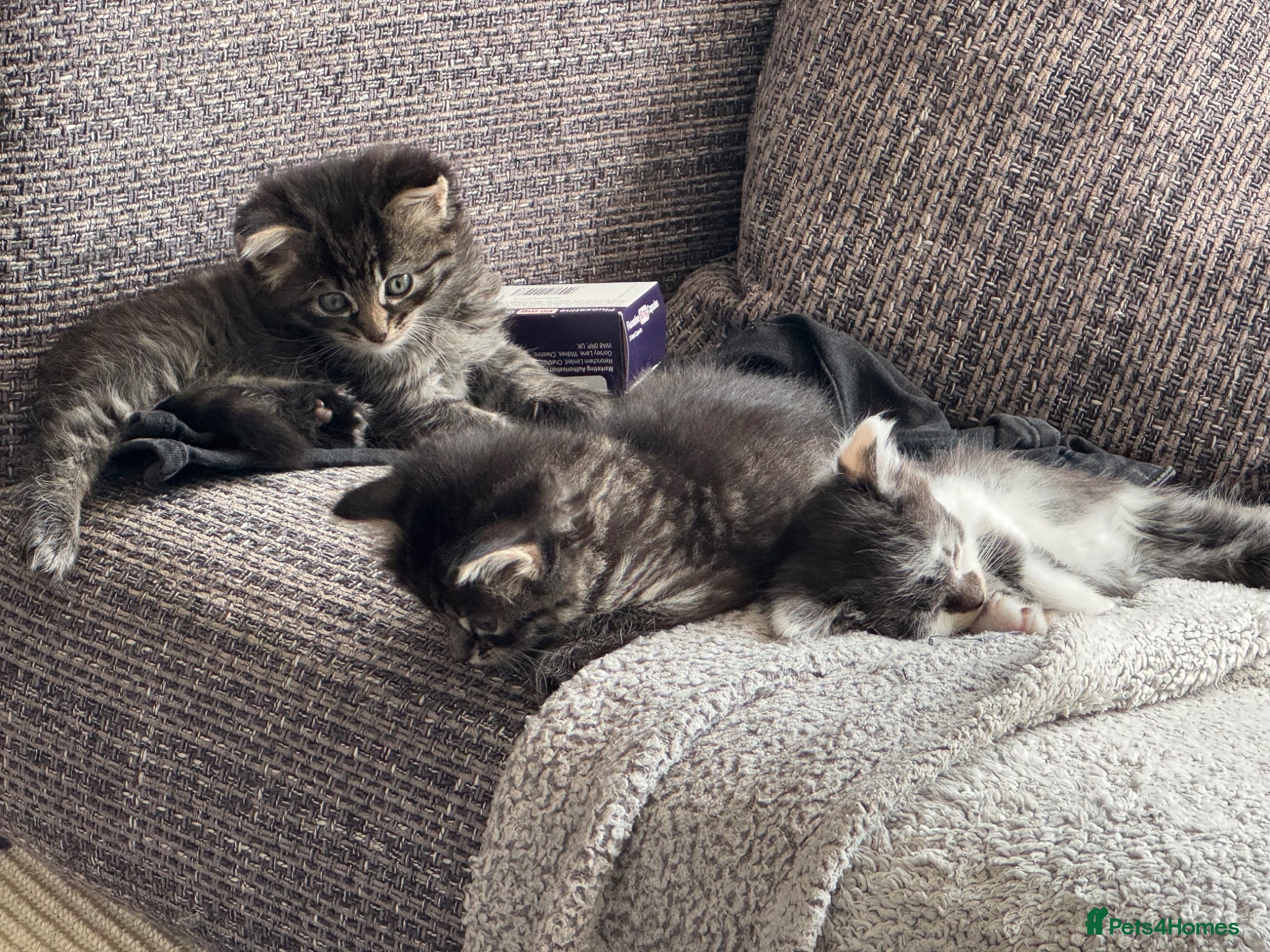 Mixed Breed cats for sale: 3 gorgeous kittens for sale - Advert 20