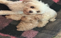 Maltipoo dogs for sale: F1 Maltipoo Boy  - Image 11