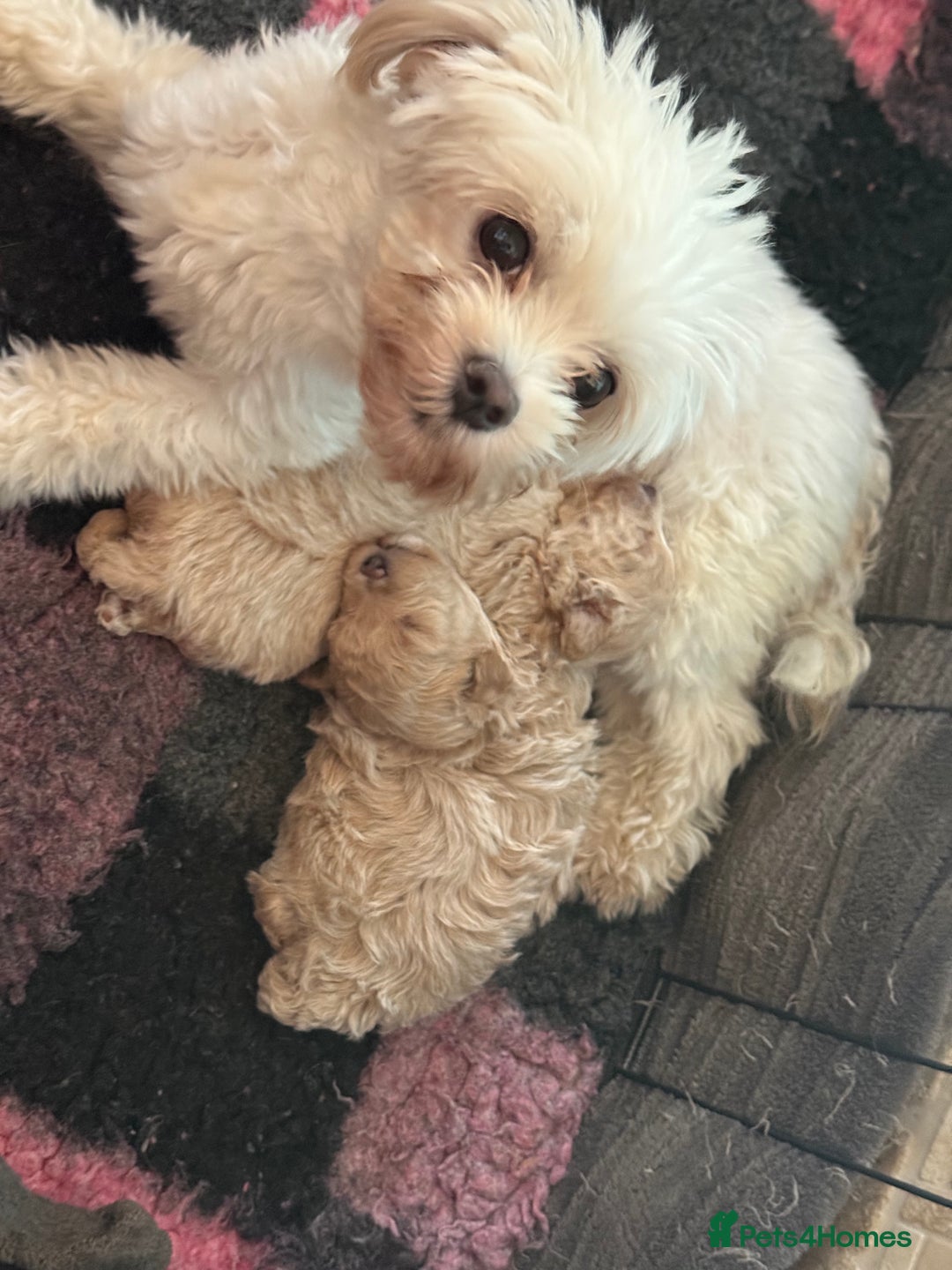 Maltipoo dogs for sale: F1 Maltipoo Boy  - Image 11