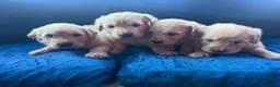 Golden Retriever dogs for sale: 3 boys and 2 girls available  - Advert 13