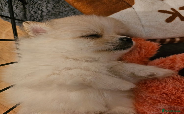 Pomeranian dogs - Advert 12