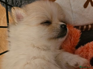 Pomeranian dogs - Advert 21