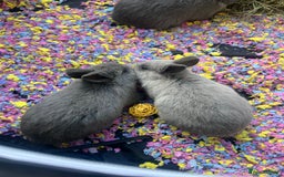 Netherland Dwarf rabbits for sale: Stunning Netherland Dwarf boys - Image 4