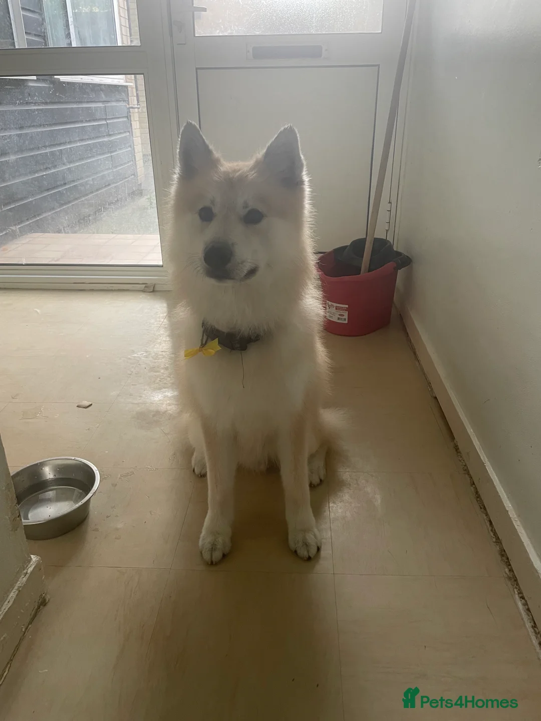 Pomsky dogs for sale: Loving pomsky looking for new forever home  - Advert 1