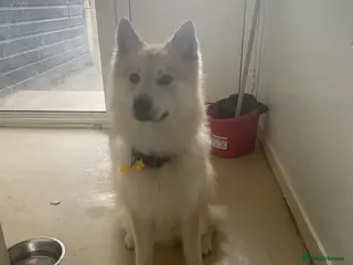 Pomsky dogs Loving pomsky looking for new forever home - Advert 2