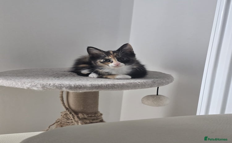 Domestic Shorthair cats - Advert 2