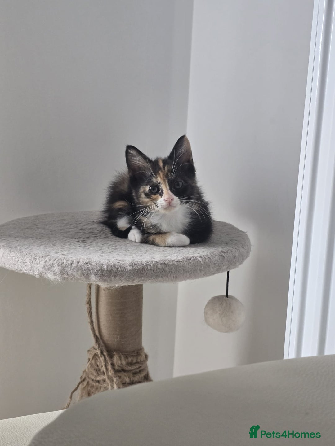 Domestic Shorthair cats for sale: Lovely Kitten to be rehomed - Image 1