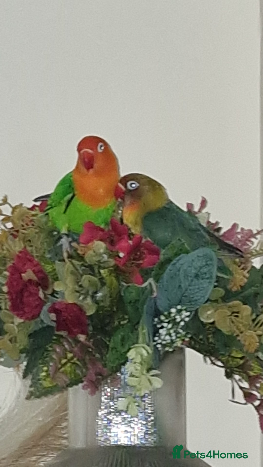 Lovebirds birds for sale: Beautiful bonded Fiacher's Lovebirds  - Advert 2