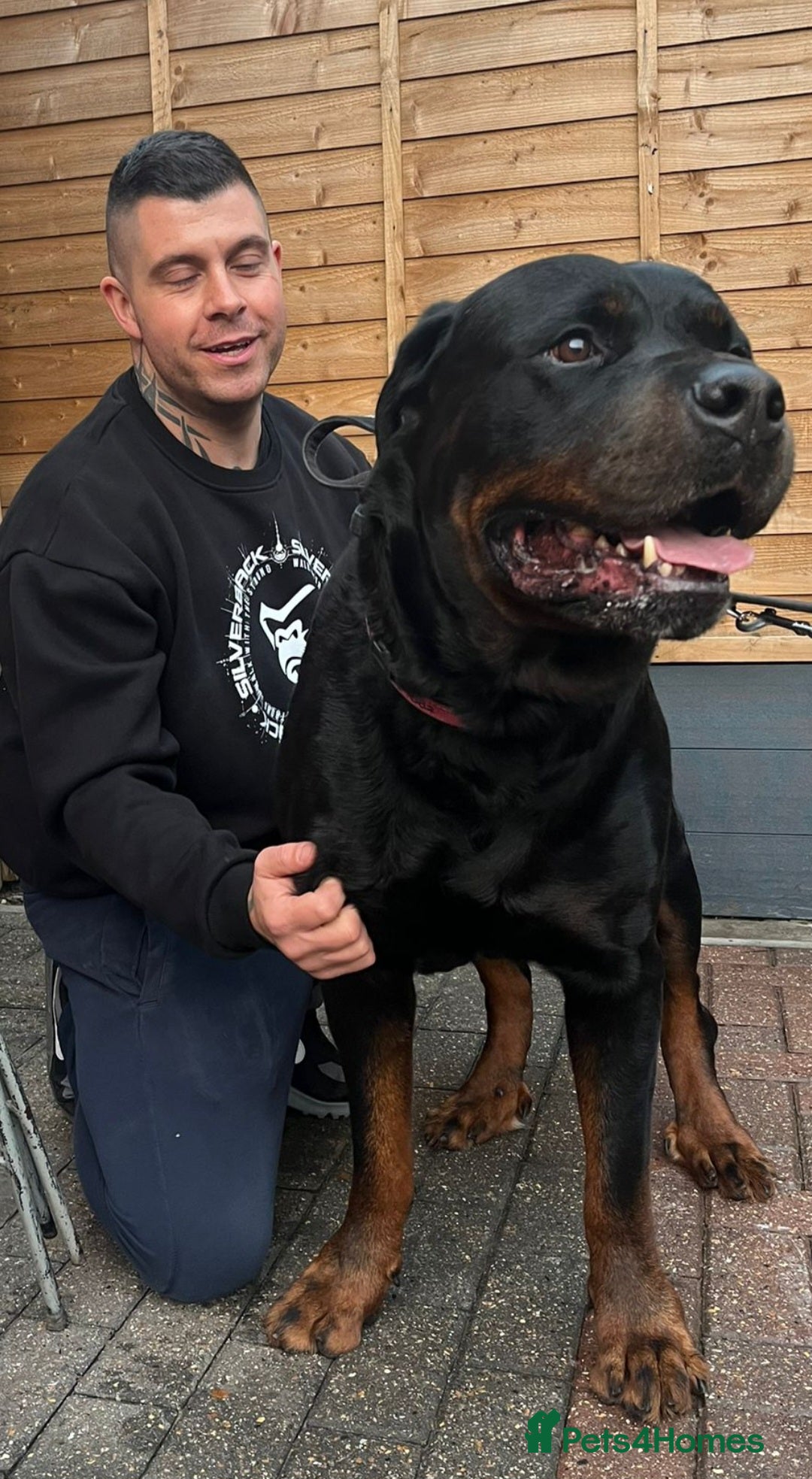 Rottweiler dogs GIANT ROTTWEILER PUPS, HEALTH+SIZE+TEMPERAMENT. - Advert 4