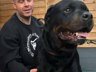 Rottweiler dogs GIANT ROTTWEILER PUPS, HEALTH+SIZE+TEMPERAMENT. - Advert 4