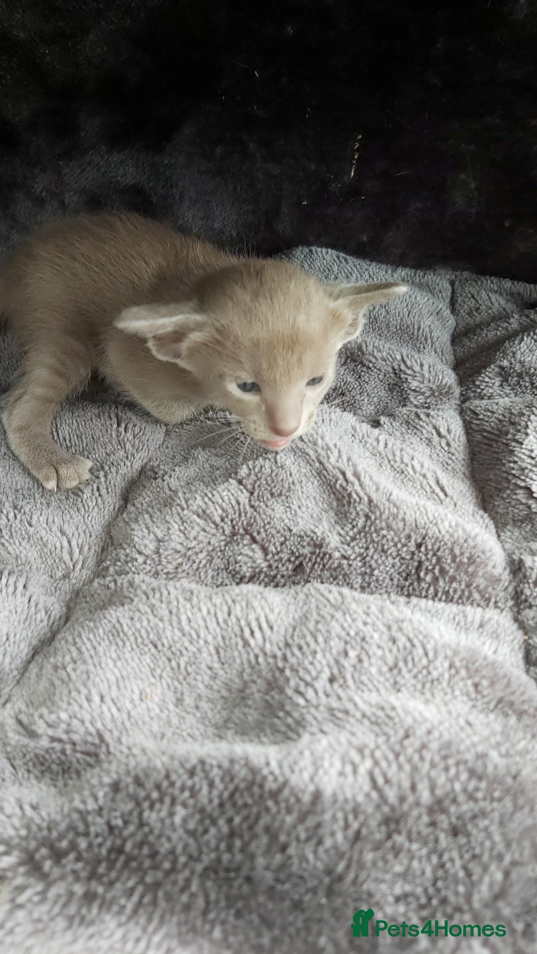Oriental cats for sale: Full Pedigree Oriental 6 Kittens XL size ears GCCF - Image 19