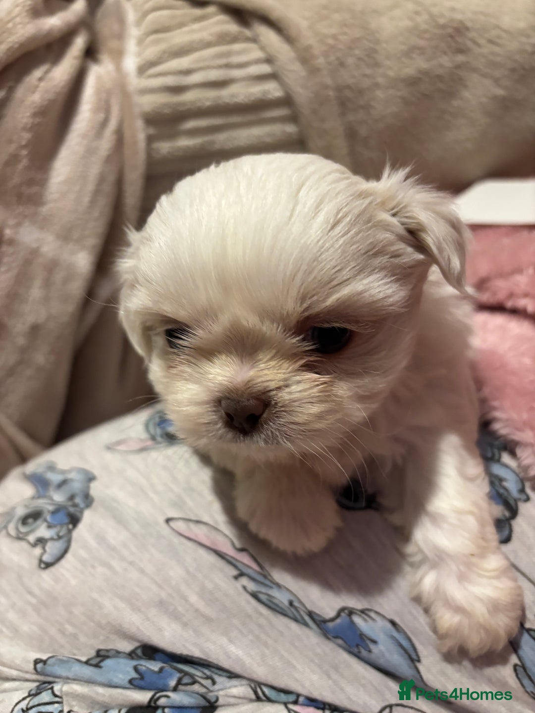 Shih Tzu dogs for sale: Beautiful Shih Tzu puppies - Advert 17