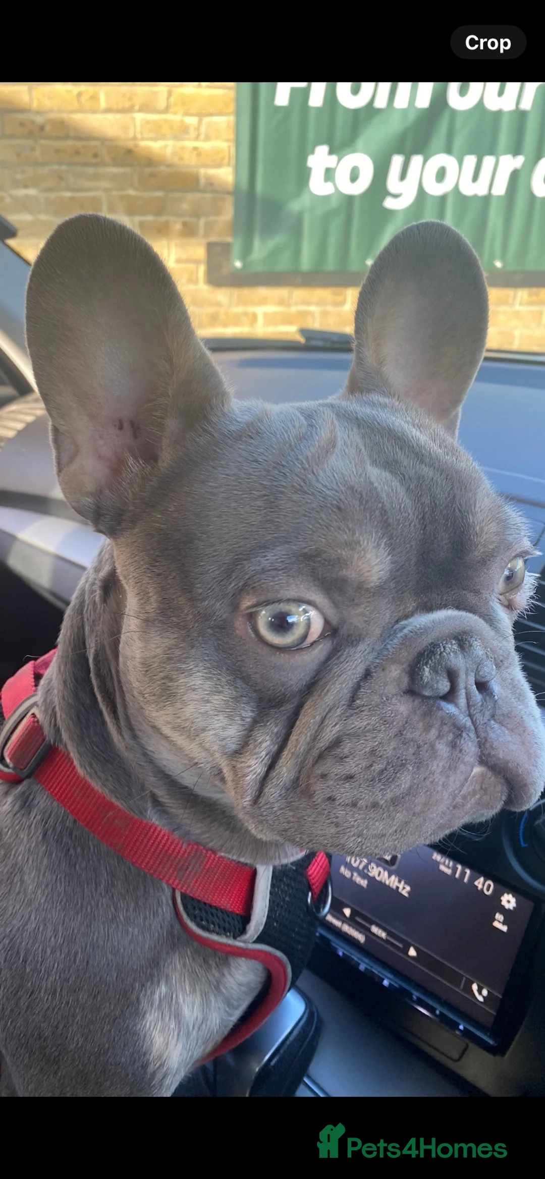 French Bulldog dogs for stud: French bulldog  - Advert 1