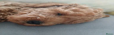 Mixed Breed 2