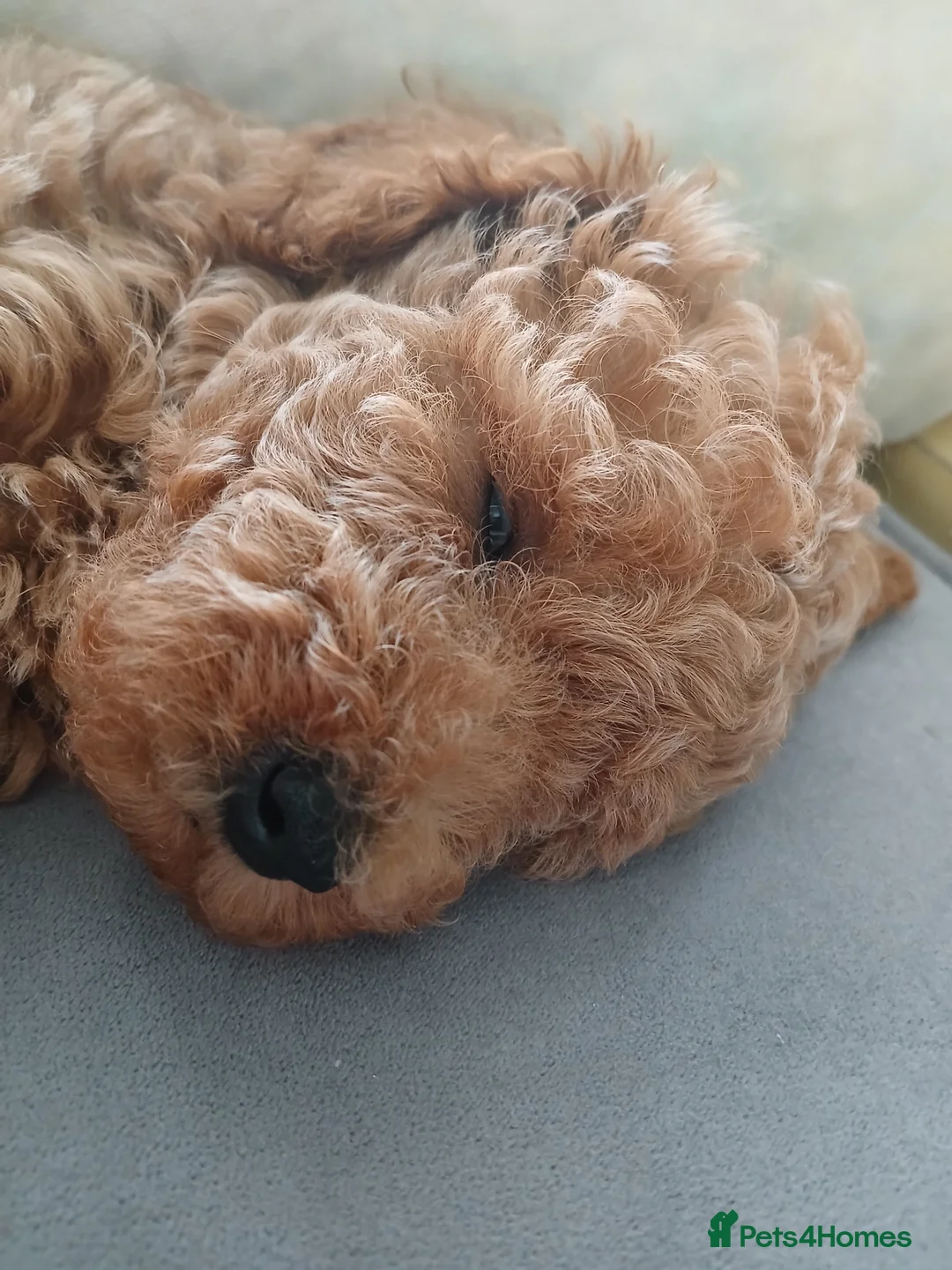 Mixed Breed dogs for sale: 3 Adorable F2B crested poos in Withernsea - Advert 2