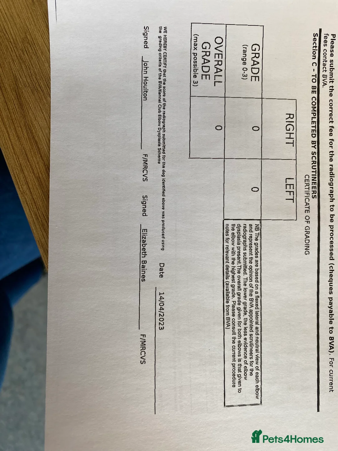 Labrador Retriever dogs for stud: Proven Health tested Lab Stud  in Chesterfield - Advert 14