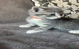 Mixed Breed cats for sale: Kittens - Image 3