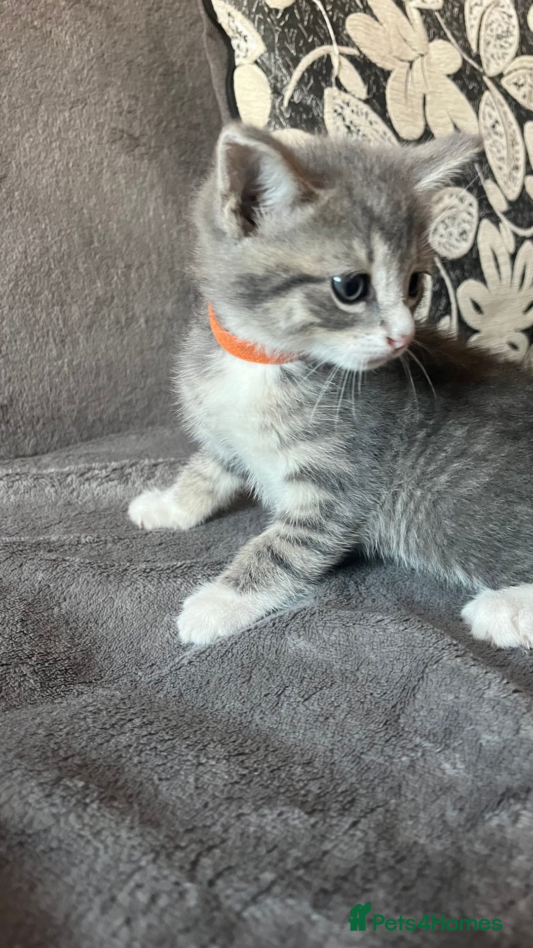 Mixed Breed cats for sale: Kittens - Image 3
