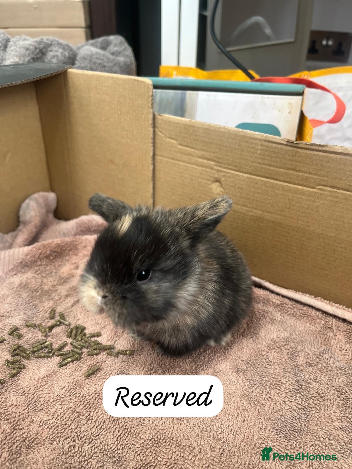 Mini Lop rabbits Gorgeous Mini Lops - Advert 9