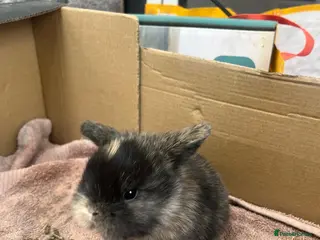 Mini Lop rabbits Gorgeous Mini Lops - Advert 9