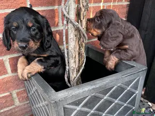 Sprocker dogs Meet your Sprocker puppy. 29/03/26 can go. - Advert 8