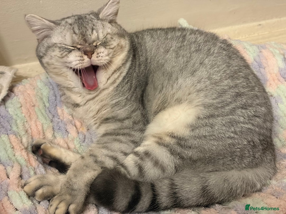 British Shorthair cats for sale: 3 Kittens•Full Pedigree•Champions bloodline•GCCF - Advert 21