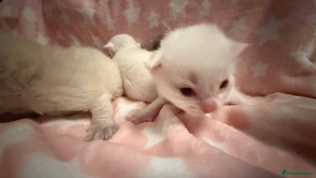 Ragdoll cats for sale: Stunning Ragdoll Kittens girl and boys  - Advert 6